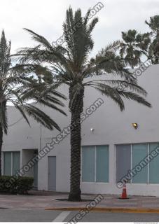 palm tree 0009